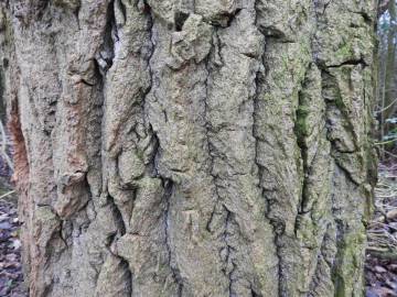 Fotografia da espécie Quercus robur