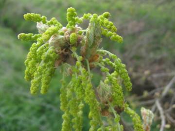 Fotografia da espécie Quercus robur