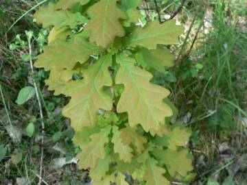 Fotografia da espécie Quercus robur