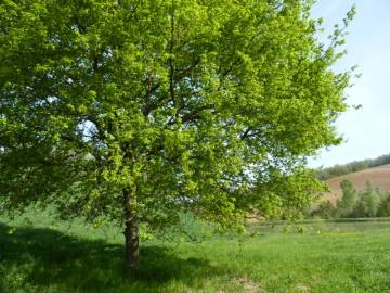 Fotografia da espécie Quercus robur