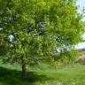 Fotografia 13 da espécie Quercus robur do Jardim Botânico UTAD