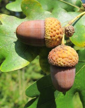 Fotografia 14 da espécie Quercus robur no Jardim Botânico UTAD