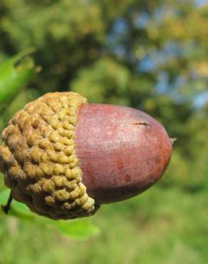 Fotografia 15 da espécie Quercus robur no Jardim Botânico UTAD