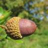 Fotografia 15 da espécie Quercus robur do Jardim Botânico UTAD