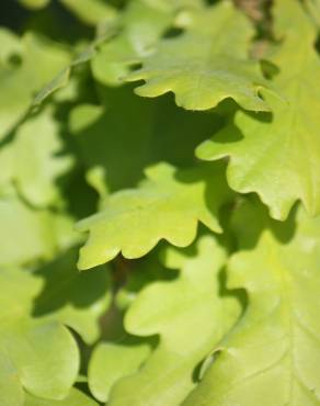 Fotografia 17 da espécie Quercus robur no Jardim Botânico UTAD