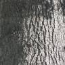 Fotografia 18 da espécie Quercus robur do Jardim Botânico UTAD