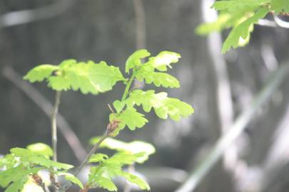 Fotografia da espécie Quercus robur