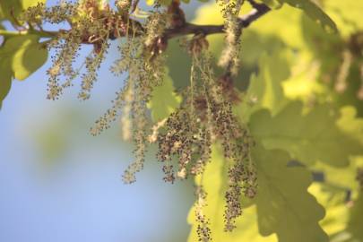 Fotografia da espécie Quercus robur