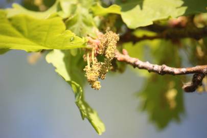 Fotografia da espécie Quercus robur