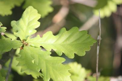 Fotografia da espécie Quercus robur