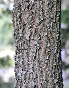Fotografia 10 da espécie Quercus pyrenaica no Jardim Botânico UTAD