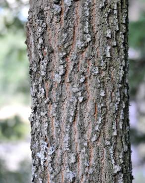Fotografia 10 da espécie Quercus pyrenaica no Jardim Botânico UTAD
