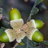 Fotografia 12 da espécie Quercus pyrenaica do Jardim Botânico UTAD