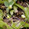 Fotografia 6 da espécie Sagina saginoides do Jardim Botânico UTAD