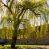 Fotografia 5 da espécie Salix babylonica do Jardim Botânico UTAD