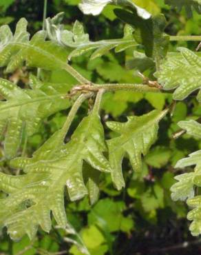 Fotografia 18 da espécie Quercus pyrenaica no Jardim Botânico UTAD