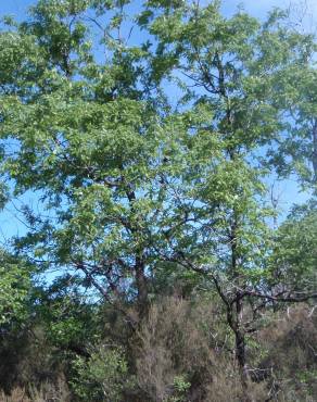 Fotografia 21 da espécie Quercus pyrenaica no Jardim Botânico UTAD