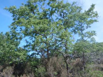 Fotografia da espécie Quercus pyrenaica