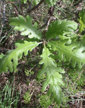 Fotografia 25 da espécie Quercus pyrenaica no Jardim Botânico UTAD
