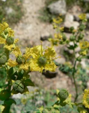 Fotografia 12 da espécie Ruta chalepensis no Jardim Botânico UTAD