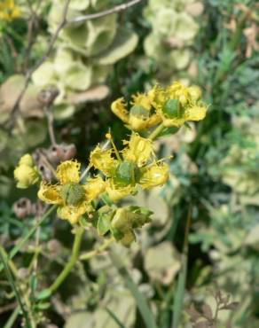 Fotografia 13 da espécie Ruta chalepensis no Jardim Botânico UTAD