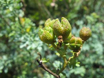 Fotografia da espécie Ruta chalepensis