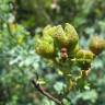 Fotografia 15 da espécie Ruta chalepensis do Jardim Botânico UTAD