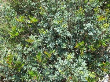 Fotografia da espécie Ruta chalepensis