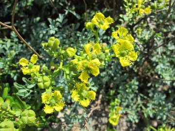 Fotografia da espécie Ruta chalepensis