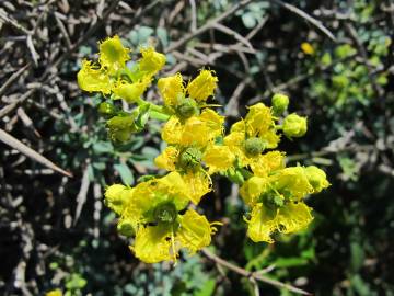 Fotografia da espécie Ruta chalepensis