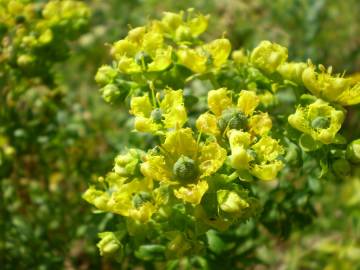 Fotografia da espécie Ruta chalepensis