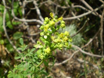 Fotografia da espécie Ruta chalepensis