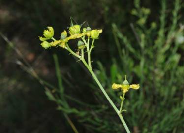 Fotografia da espécie Ruta chalepensis