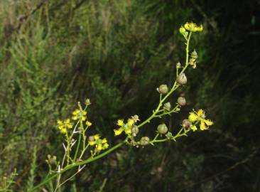 Fotografia da espécie Ruta chalepensis