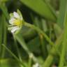 Fotografia 9 da espécie Sagina saginoides do Jardim Botânico UTAD