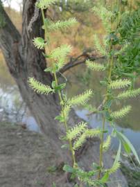 Fotografia da espécie Salix babylonica