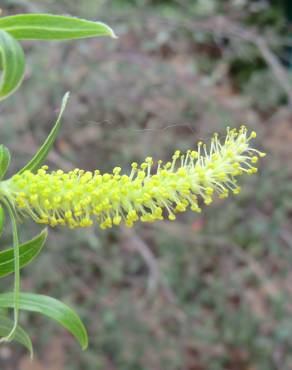 Fotografia 13 da espécie Salix babylonica no Jardim Botânico UTAD