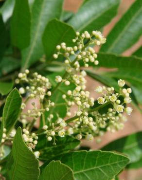 Fotografia 9 da espécie Schinus terterebinthifolia no Jardim Botânico UTAD