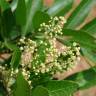 Fotografia 9 da espécie Schinus terterebinthifolia do Jardim Botânico UTAD