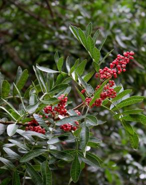 Fotografia 15 da espécie Schinus terterebinthifolia no Jardim Botânico UTAD