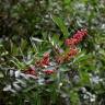 Fotografia 15 da espécie Schinus terterebinthifolia do Jardim Botânico UTAD