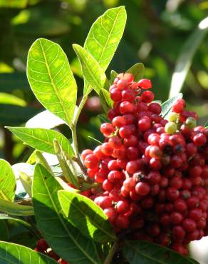 Fotografia 1 da espécie Schinus terterebinthifolia no Jardim Botânico UTAD