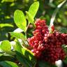 Fotografia 1 da espécie Schinus terterebinthifolia do Jardim Botânico UTAD