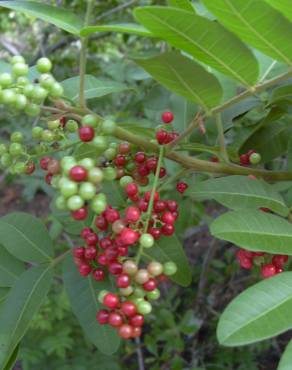 Fotografia 16 da espécie Schinus terterebinthifolia no Jardim Botânico UTAD