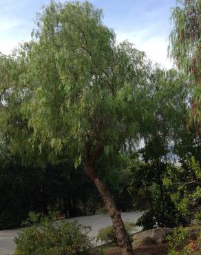 Fotografia 15 da espécie Schinus molle no Jardim Botânico UTAD