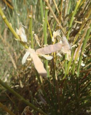 Fotografia 5 da espécie Genista cinerascens no Jardim Botânico UTAD