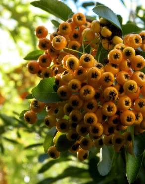 Fotografia 3 da espécie Pyracantha angustifolia no Jardim Botânico UTAD