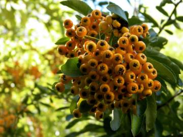 Fotografia da espécie Pyracantha angustifolia
