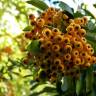 Fotografia 3 da espécie Pyracantha angustifolia do Jardim Botânico UTAD