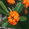 Fotografia 4 da espécie Pyracantha angustifolia do Jardim Botânico UTAD